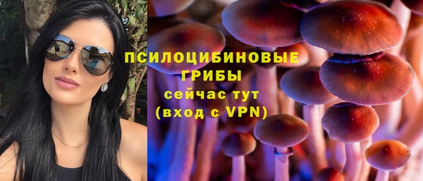 стаф Алзамай
